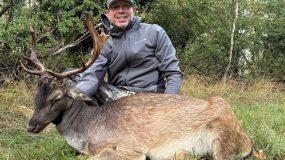 Fallow Buck